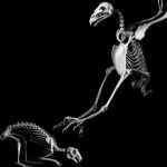 Exposition 'Evolution' au Musée de Préhistoire d'Ile-de-France