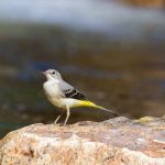 Rendez-vous aux Jardins 2019 au Jardin des Bergeronnettes des Ruisseaux à Pontoise
