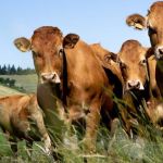 Grutto, épicerie en ligne de viandes responsables