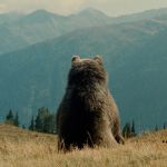 L'Ours, l'inoubliable film de Jean-Jacques Annaud ressort au cinéma en version restaurée