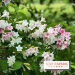 L'Arboretum de Versailles - Chevreloup