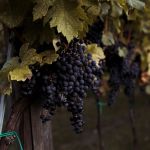 Journées du Patrimoine 2025 au Domaine de la Bouche du Roi à Davron 