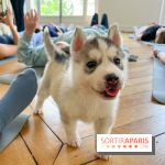 Puppy Yoga Paris, des séances de yoga tout en câlins avec d'adorables chiots - Prochaines dates