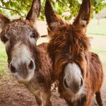 Journées du Patrimoine 2023 : Asinerie Francilianes