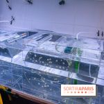 L'Aquarium de Paris ouvre son Médusarium
