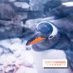 Les petits déjeuners avec les manchots de l'aquarium Sea Life