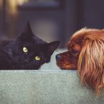 Abandon des animaux de compagnie : le plan du gouvernement pour protéger les animaux