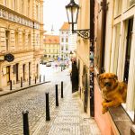 Présidentielles 2022 : peut-on se rendre au bureau de vote avec un enfant ou un chien ?