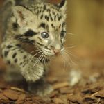 La Ménagerie du jardin des Plantes
