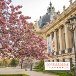 Cerisiers en fleurs à paris et aux alentours - Petit Palais