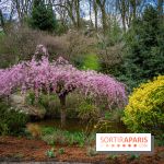 Cerisiers en fleurs à paris et aux alentours - Parc Montsouris