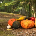 Fête des potagers d'hier et d'aujourd'hui au Domaine de Méréville (91)