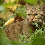 Biodiversité : quel est ce félin sauvage de retour dans les forêts d'Île-de-France ?