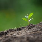 Salon Marjolaine 2024, le salon incontournable du Bio au Parc Floral de Paris