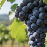 Fête des Vendanges de Gagny : défilé, marché de producteurs et guinguette (93)