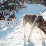 Odyssée Resbacienne course chien traineau 