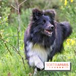 Deux boutiques éphémères Royal Canin dédiées aux chiens et aux chats ont ouvert à Paris