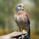 Paris-Saint-Germain : la pelouse du Parc des Princes protégée par des faucons