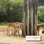 Silent Zoo 2022
