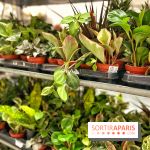 Plantes pour Tous, les prochaines ventes de plantes à partir de 2€ à Paris