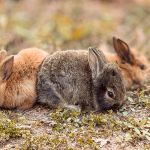 La Ménagerie Saint-Baudile, la ferme pédagogique bucolique de Neuilly-sur-Marne (93)