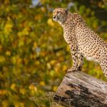 Lumigny Safari Reserve, la plus grande r&eacute;serve d'animaux sauvages en &Icirc;le-de-France, &agrave; Lumigny (77)