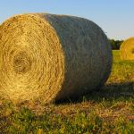 Insolite : assistez à la fauche des foins, au parc Georges-Valbon de la Courneuve (93)