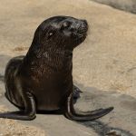 otarie zoo vincennes