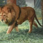 Le zoo du Bois d'Attilly (77), une visite à la découverte des animaux sauvages venus du monde entier