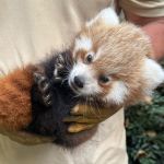Carnet rose : deux pandas roux sont nés au Jardin des Plantes de Paris