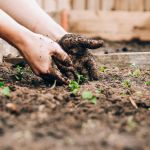 Potager du PSG