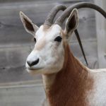 Naissance de deux Oryx Algazelle à Thoiry