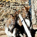 Edentera, la ferme pédagogique exotique