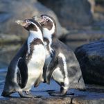 Manchots de Humboldt