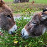 Ferme Saint-Hilliers
