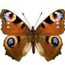 Exposition « Ballon et Papillons » au Pavillon du ballon Air de Paris