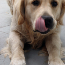 Lily's Kitchen, une gamme d'aliments sains pour vos animaux de compagnie.