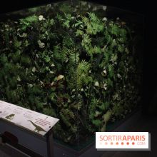 Dinosaure, la vie en grand au Muséum