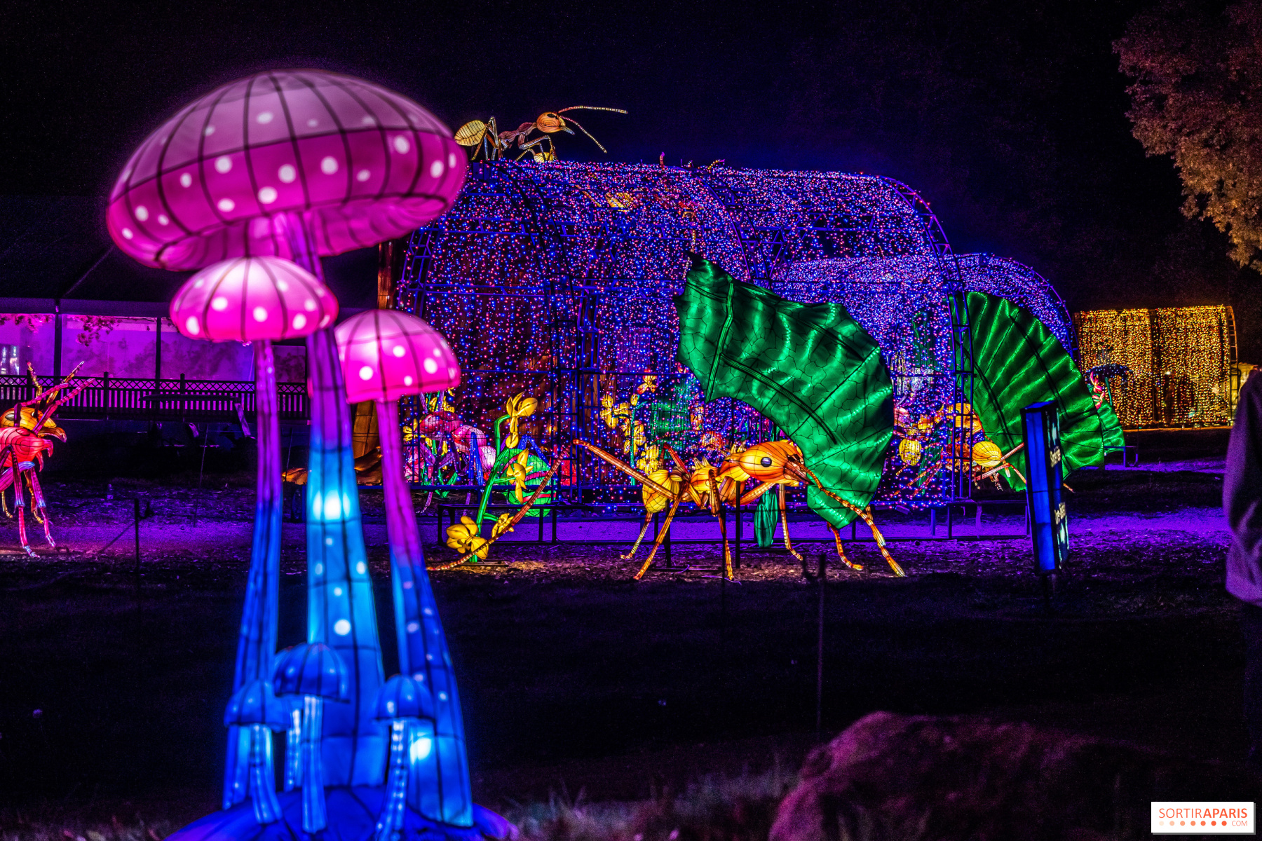 Plongez dans l'univers féérique des Lumières Sauvages au zoo de Thoiry -  Yvelines Infos