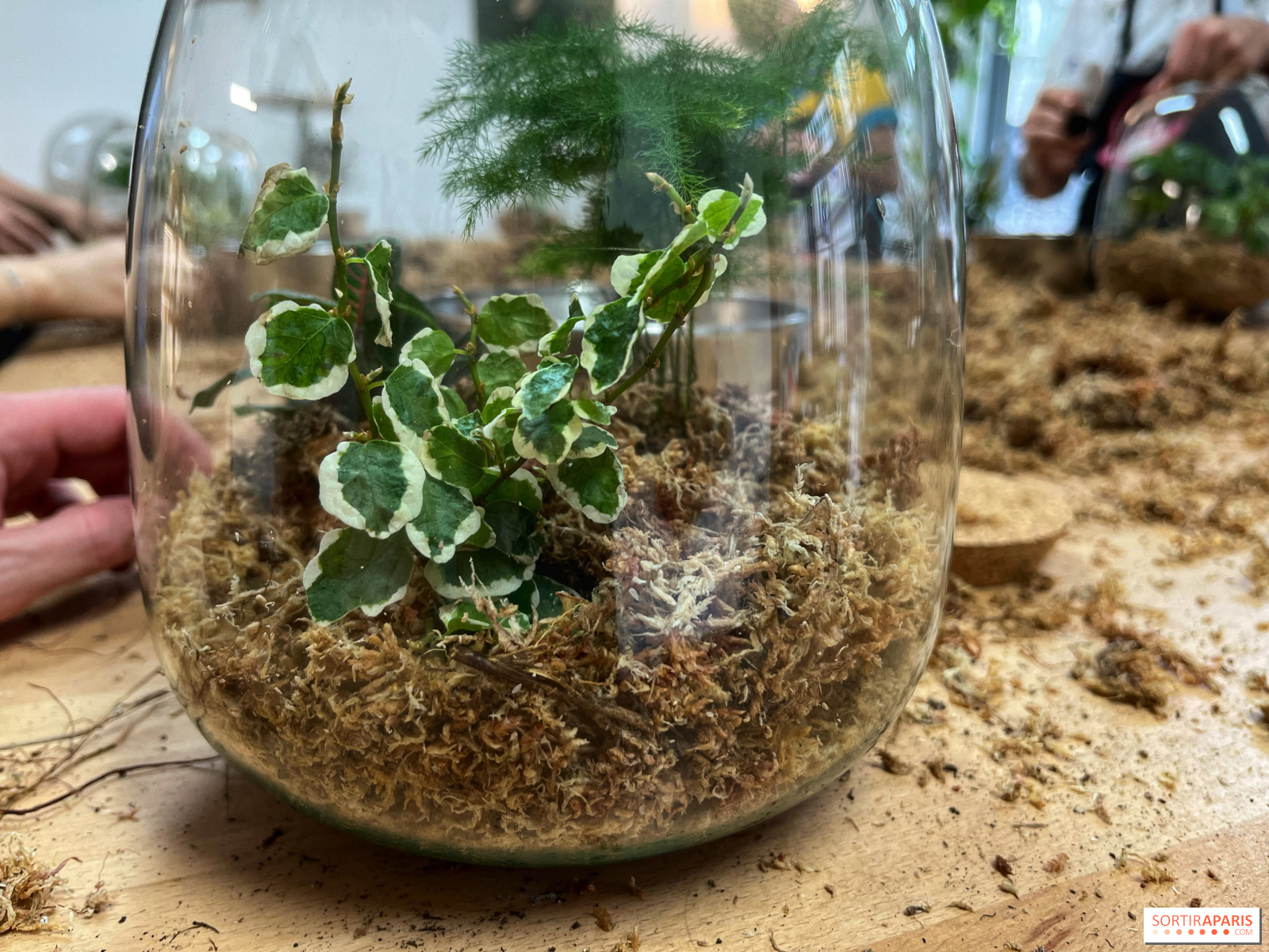 Boby la Plante, des ateliers ludiques pour créer son propre terrarium 