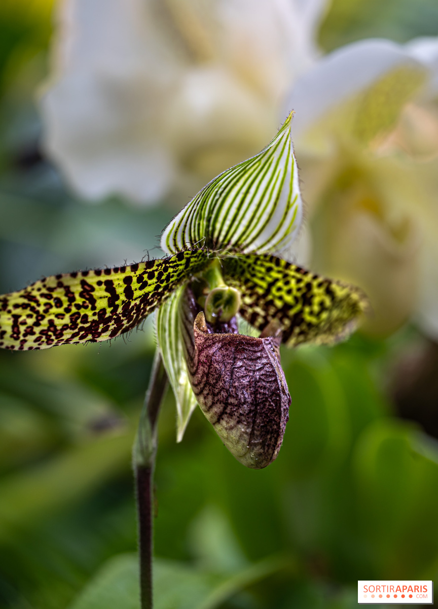Mille et une Orchidées 2024, the floral exhibition in the large greenhouses of  the Jardin des Plantes 