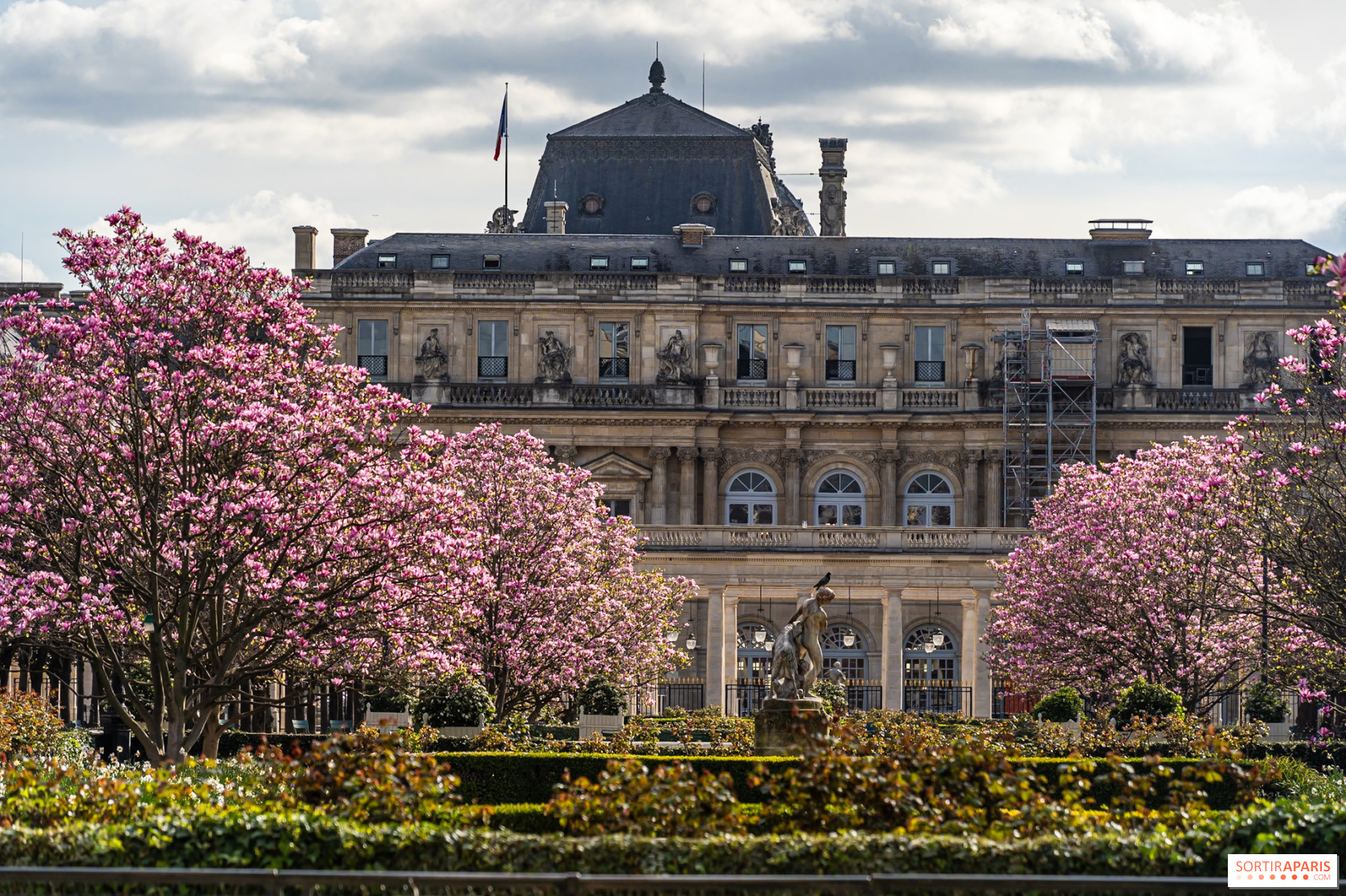 Did you know? What is the history of the Magnolias in the Jardin du Palais  Royal? 