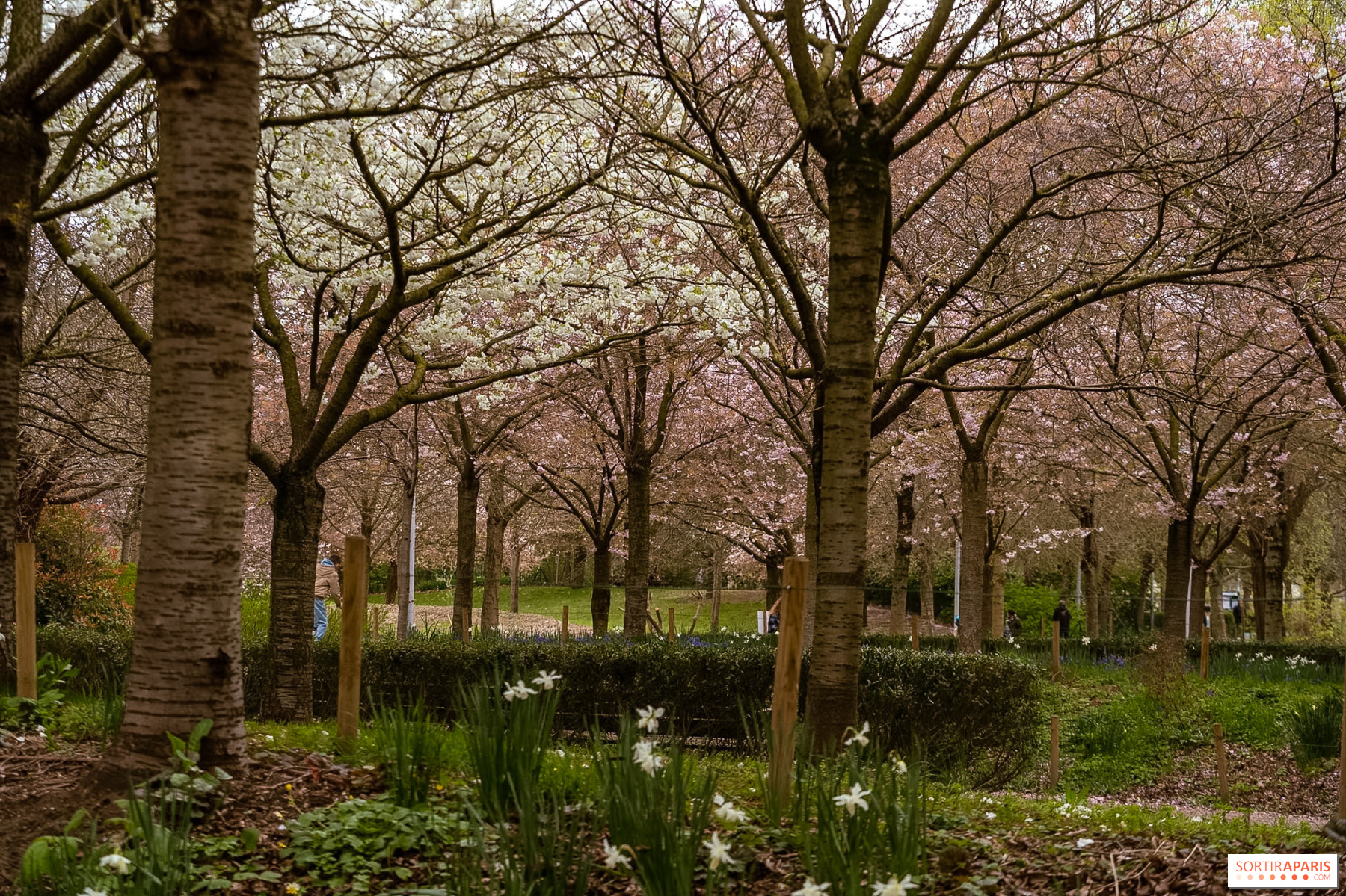 Parcul Martin Luther King i Sakura n Floare O Oaz Gratuit i Parcul Martin Luther King i Sakura n Floare O Oaz Gratuit i