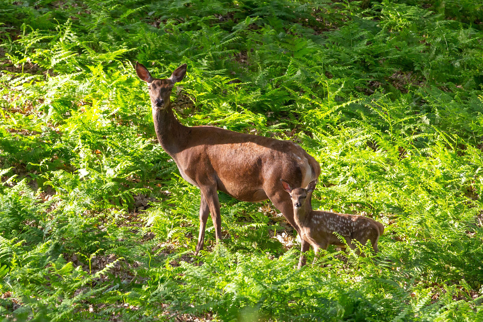 Espace Rambouillet : parc forestier et animalier pour se reconnecter à la nature