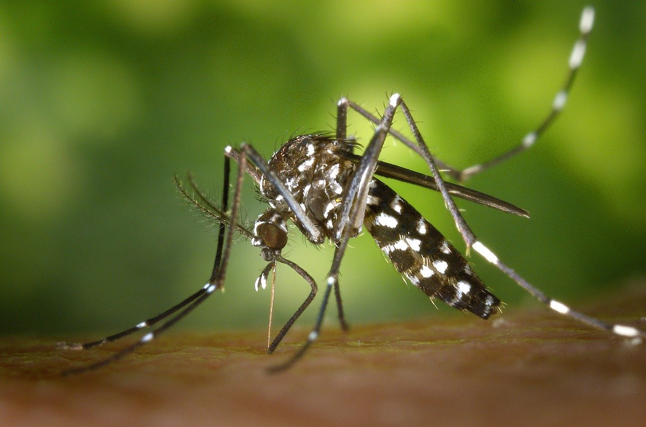 Zanzara tigre: primo caso di dengue locale rilevato in Ile-de-France, dobbiamo preoccuparci?