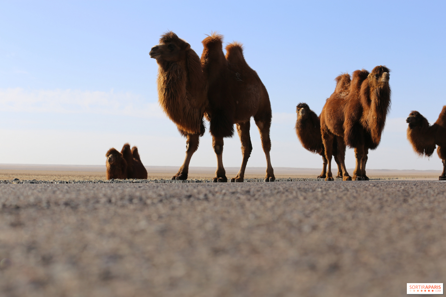 Insolite : un défilé de chameaux, dromadaires et lamas dans les rues de Paris ce week-end