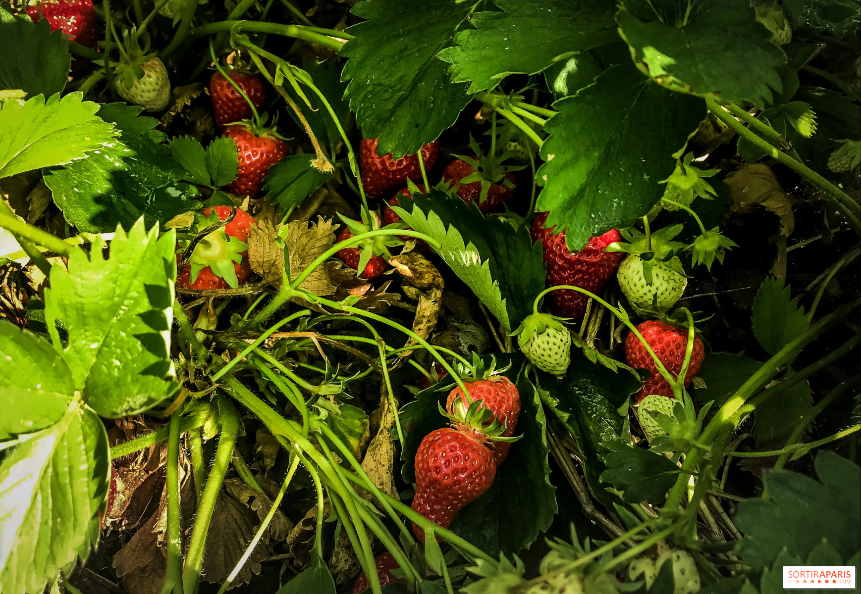Aardbeien plukken in de regio Ile-de-France begint weer in mei ...
