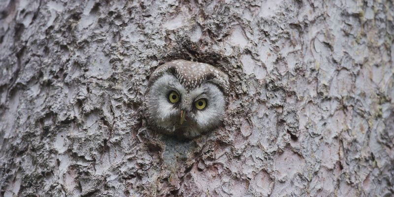 De Tijd van de Dieren: een documentaire in de Alpen, te zien vanaf 8 jaar