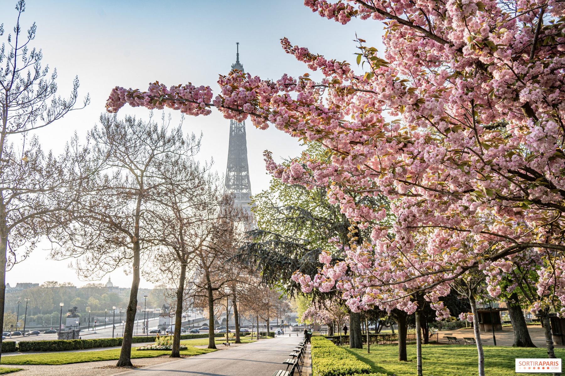 Dónde ver los cerezos en flor en París e Île-de-France: ¡nuestros lugares  favoritos! 