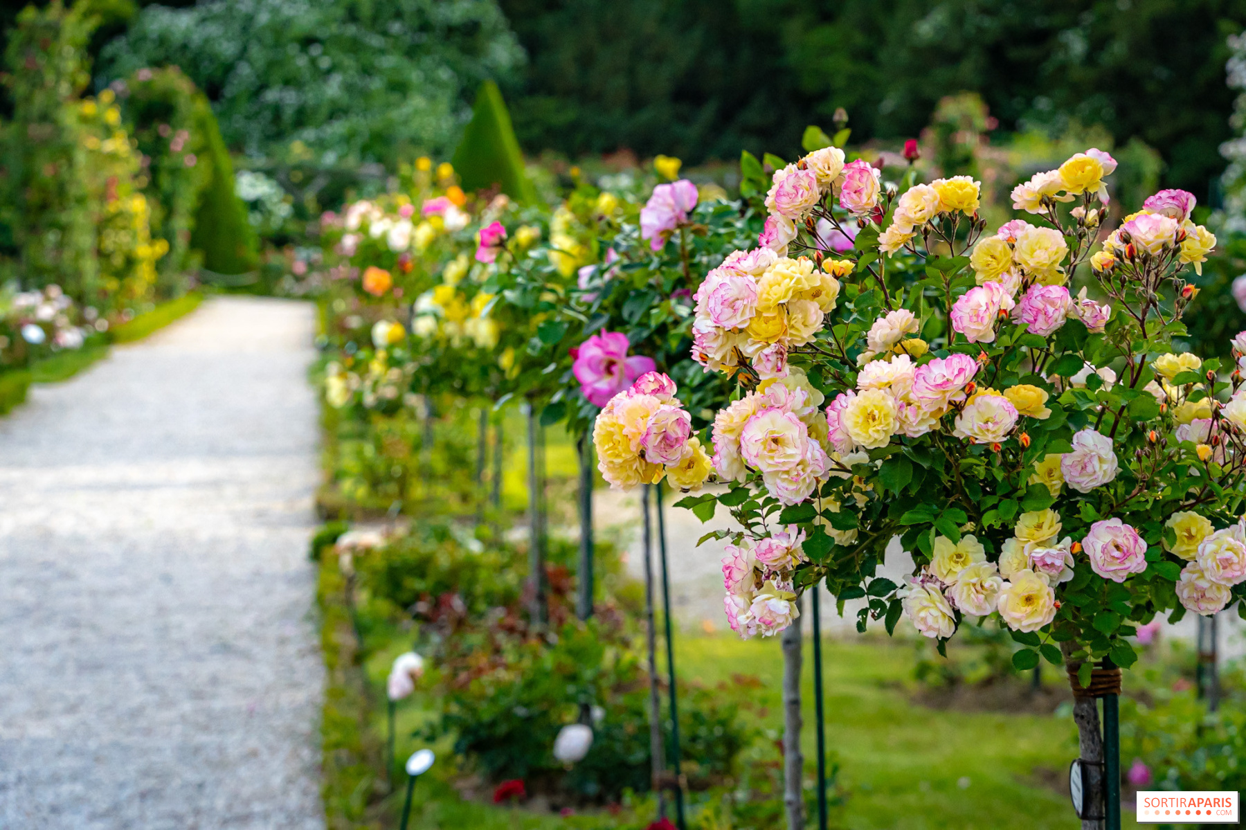 Week-end de la Rose à Bagatelle : animations et visites au cœur de la roseraie, le bon plan
